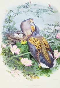 Et par turtelduer
